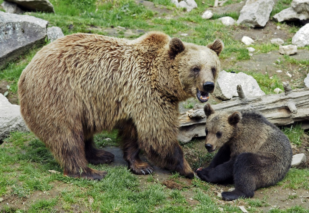 Brown Bear in Ähtäri Zoo, Finland jigsaw puzzle in Puzzle of the Day puzzles on TheJigsawPuzzles.com