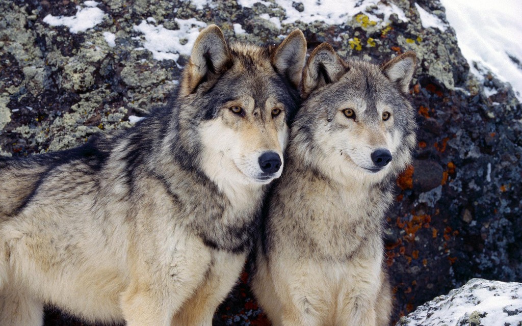 Wolves jigsaw puzzle in Animals puzzles on TheJigsawPuzzles.com