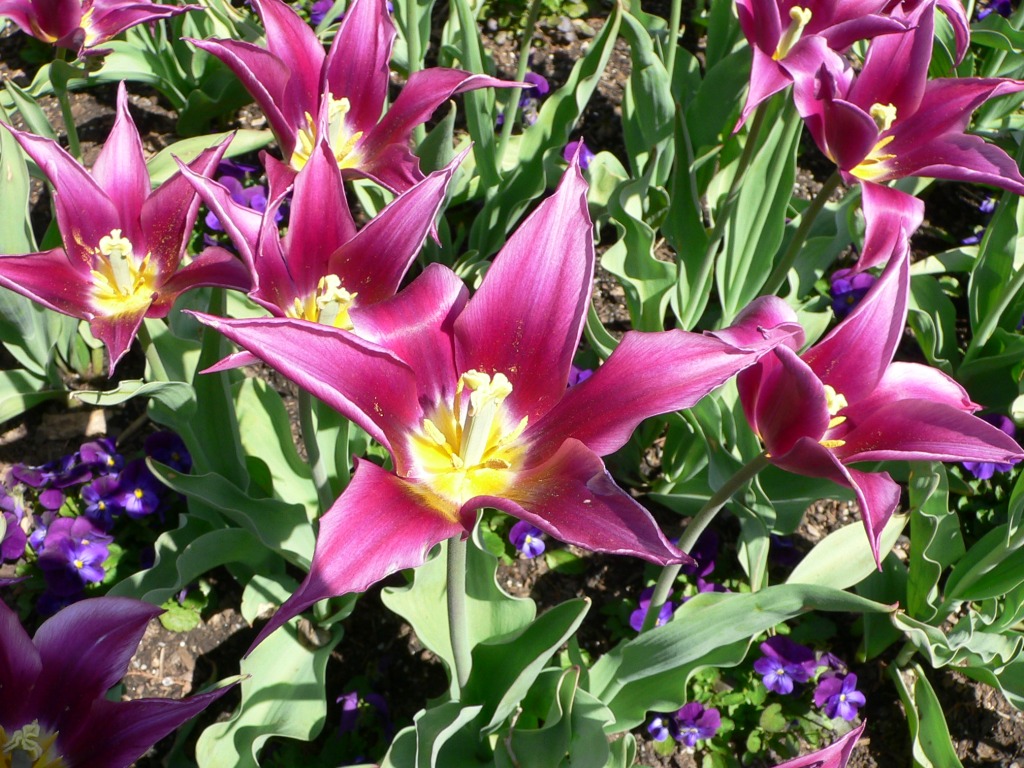 Lily Flowered Tulips, Longwood Gardens jigsaw puzzle in Flowers puzzles on TheJigsawPuzzles.com