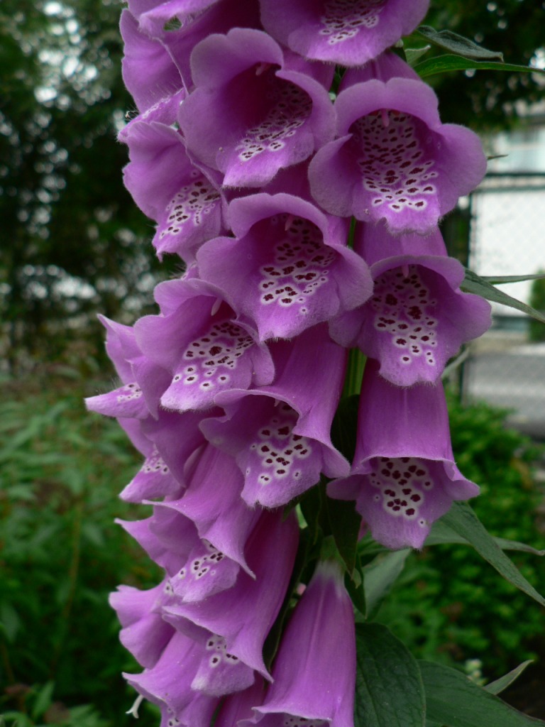 Foxglove jigsaw puzzle in Flowers puzzles on TheJigsawPuzzles.com