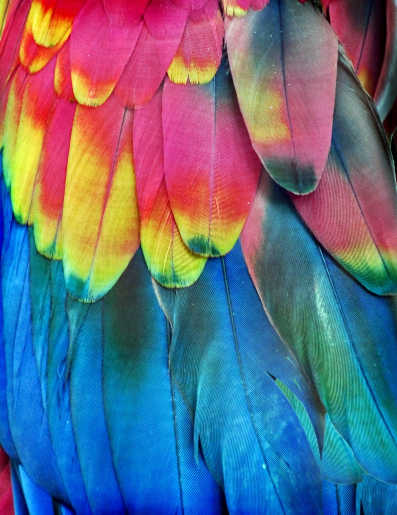 Rainbow Feathers jigsaw puzzle in Macro puzzles on TheJigsawPuzzles.com