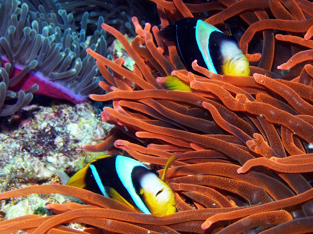 Clown Fish jigsaw puzzle in Under the Sea puzzles on TheJigsawPuzzles.com