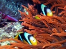 Clown Fish