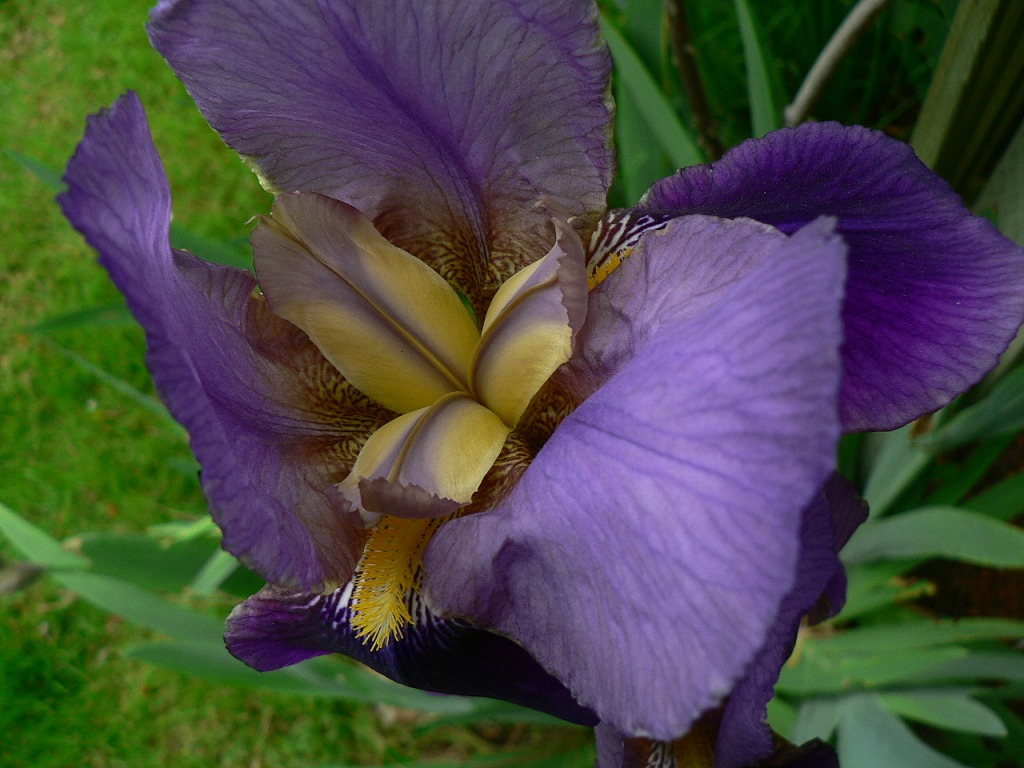 Purple Iris jigsaw puzzle in Flowers puzzles on TheJigsawPuzzles.com