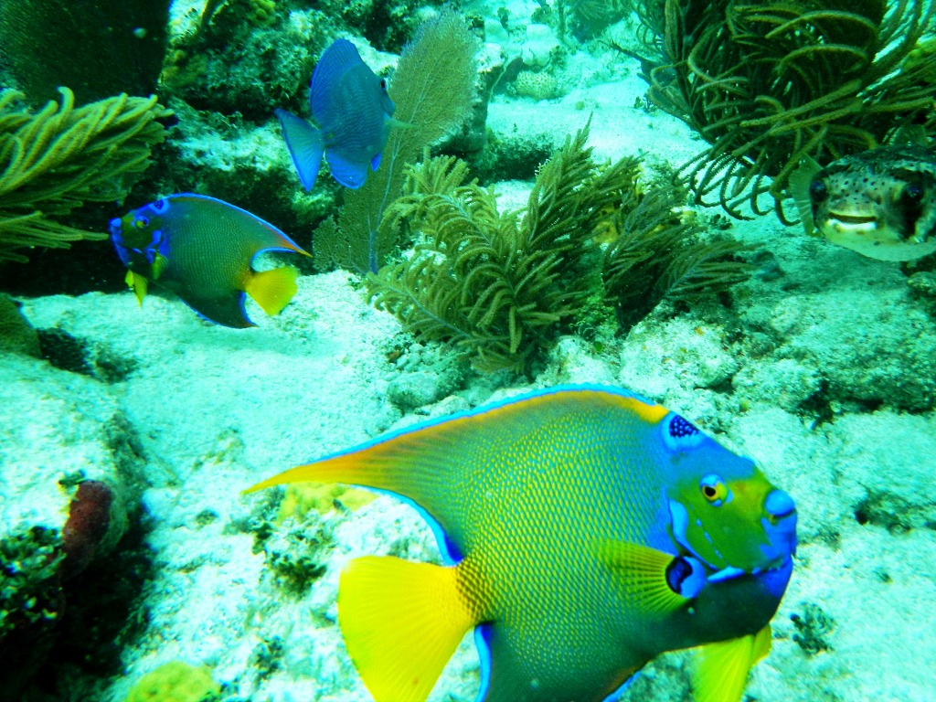 Snorkeling off Key Largo, Florida jigsaw puzzle in Under the Sea puzzles on TheJigsawPuzzles.com