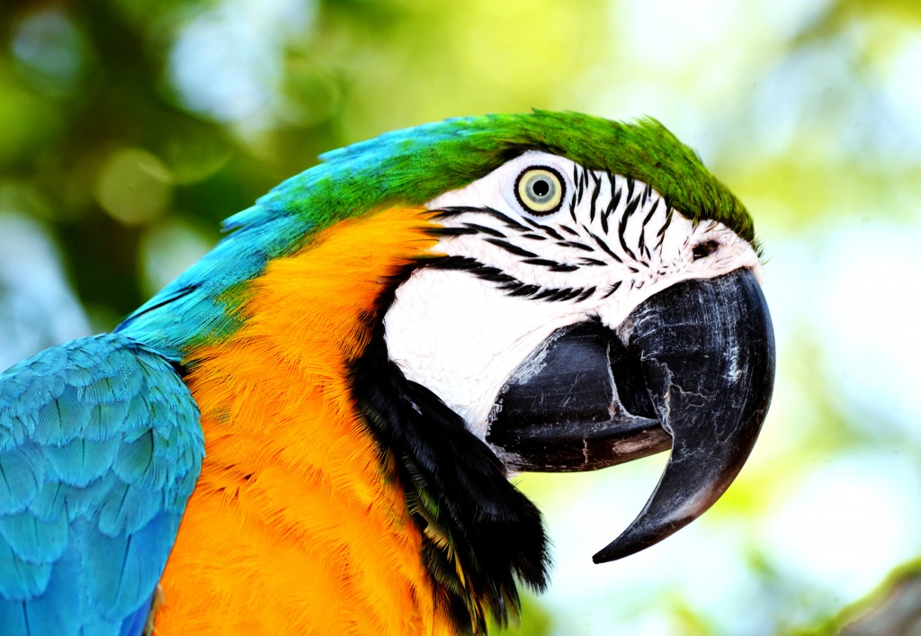Blue-and-yellow Macaw jigsaw puzzle in Animals puzzles on TheJigsawPuzzles.com