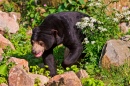 Walking Sun Bear, Burgers Zoo