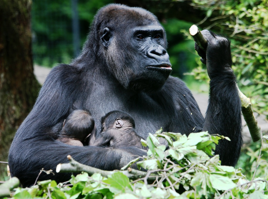 Gorilla in Burgers' Zoo, the Netherlands jigsaw puzzle in Animals puzzles on TheJigsawPuzzles.com