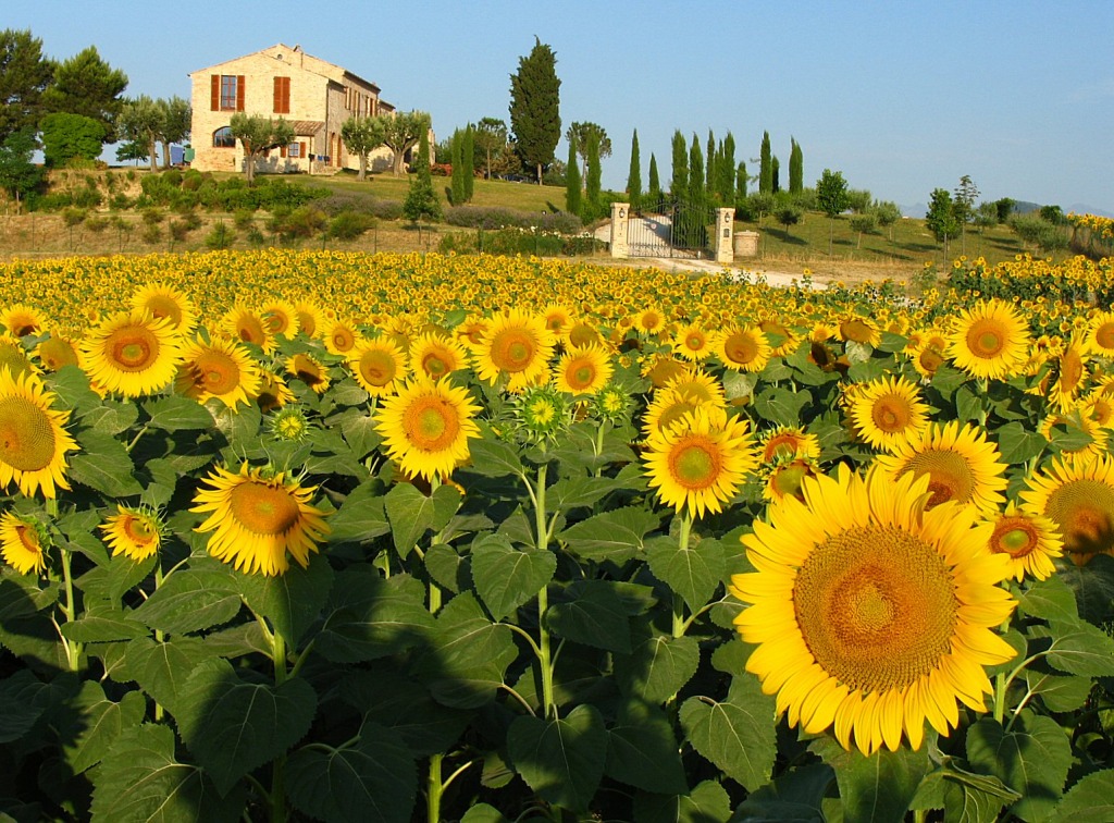 Sunflower Fields jigsaw puzzle in Flowers puzzles on TheJigsawPuzzles.com