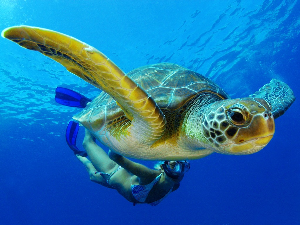Green Turtle, Tenerife, Canary Islands jigsaw puzzle in Under the Sea puzzles on TheJigsawPuzzles.com