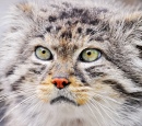 Male Pallas's Cat (Manul)