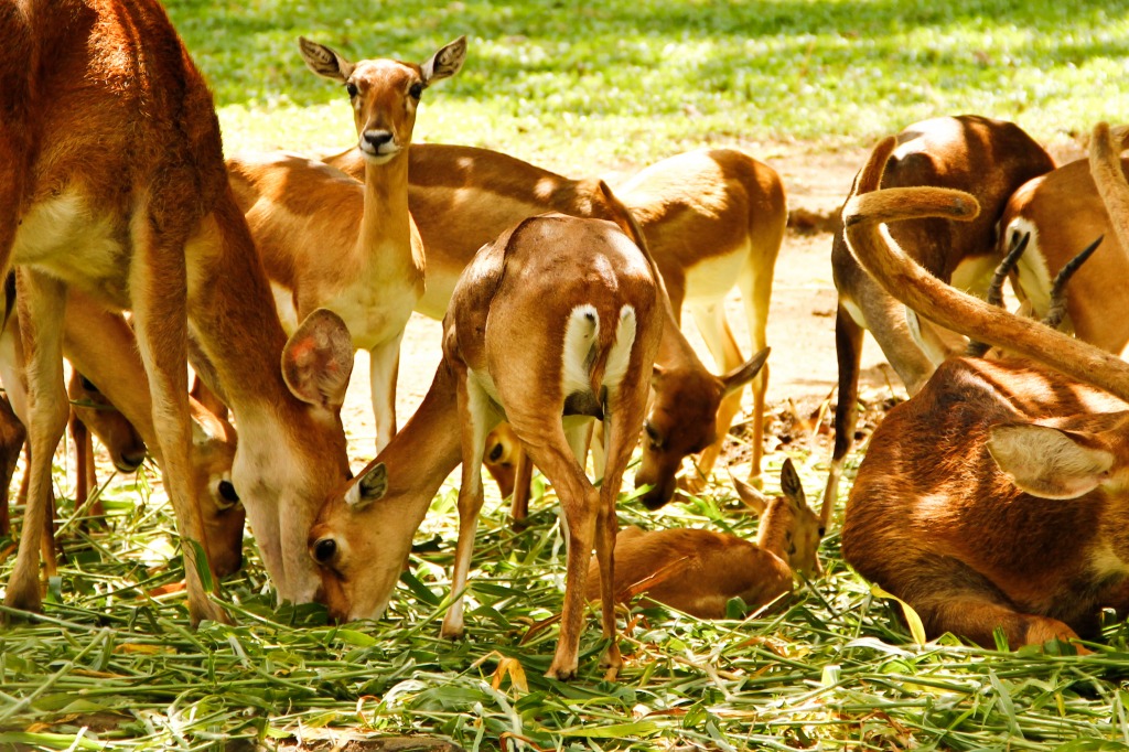 Deer in Bannerghatta National Park, India jigsaw puzzle in Animals puzzles on TheJigsawPuzzles.com