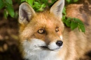 Red Fox