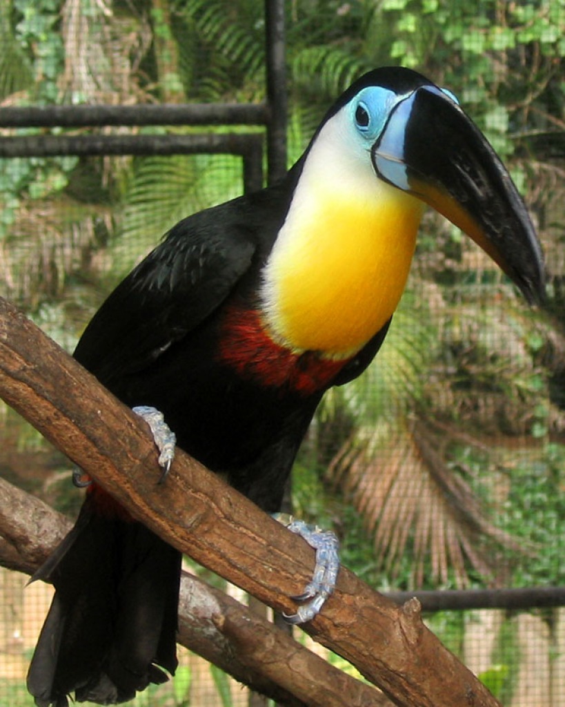 Toucan jigsaw puzzle in Animals puzzles on TheJigsawPuzzles.com