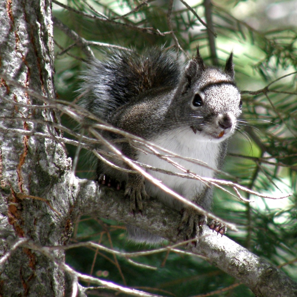 Sequoia National Park, California jigsaw puzzle in Animals puzzles on TheJigsawPuzzles.com