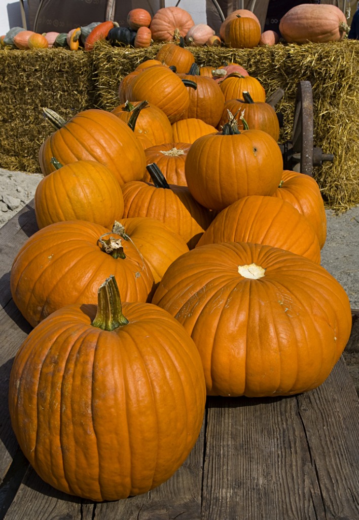 Pumpkins jigsaw puzzle in Fruits & Veggies puzzles on TheJigsawPuzzles.com