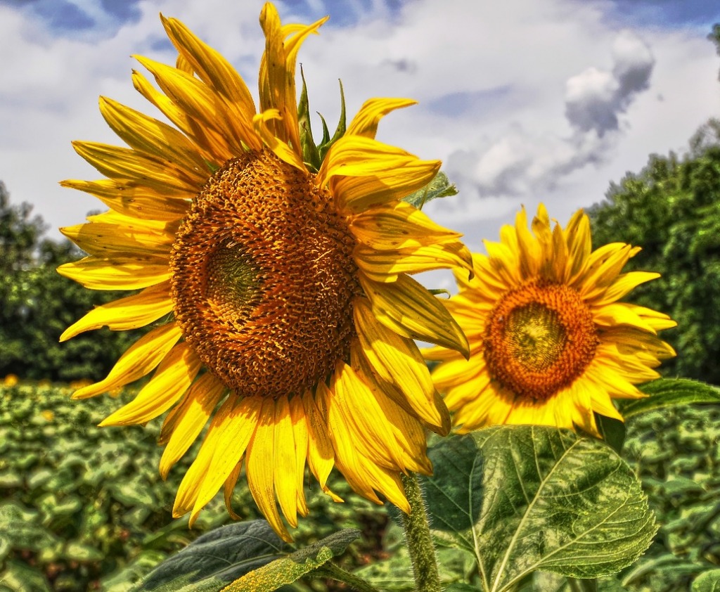 Sunflower Fields jigsaw puzzle in Flowers puzzles on TheJigsawPuzzles.com