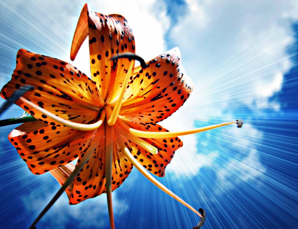 Lily in the Sky jigsaw puzzle in Flowers puzzles on TheJigsawPuzzles.com