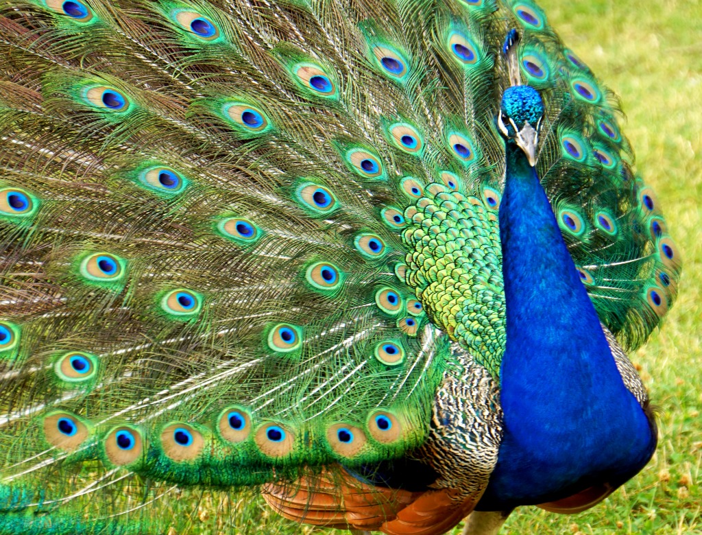 Peacock in Toronto Zoo jigsaw puzzle in Animals puzzles on TheJigsawPuzzles.com
