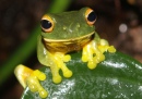 Orange Eyed Green Tree Frog