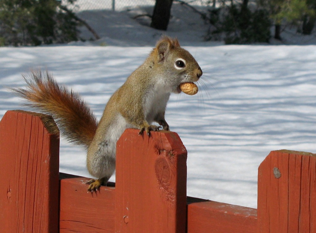 Red Squirrel jigsaw puzzle in Animals puzzles on TheJigsawPuzzles.com