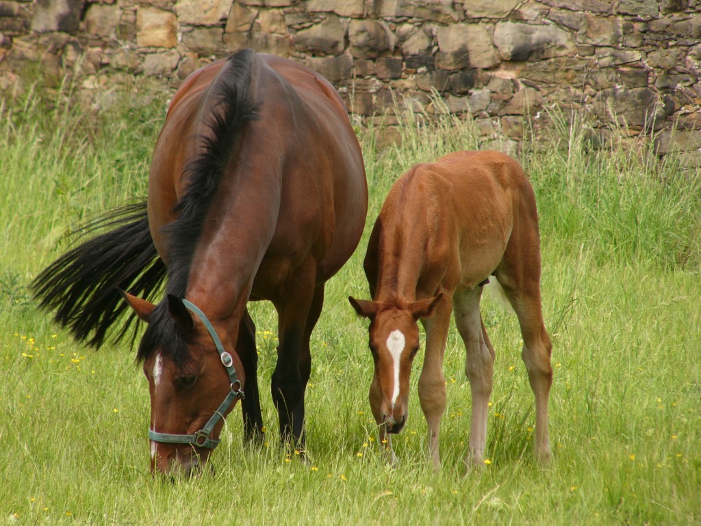 Trakehner Mare and Foal jigsaw puzzle in Animals puzzles on TheJigsawPuzzles.com