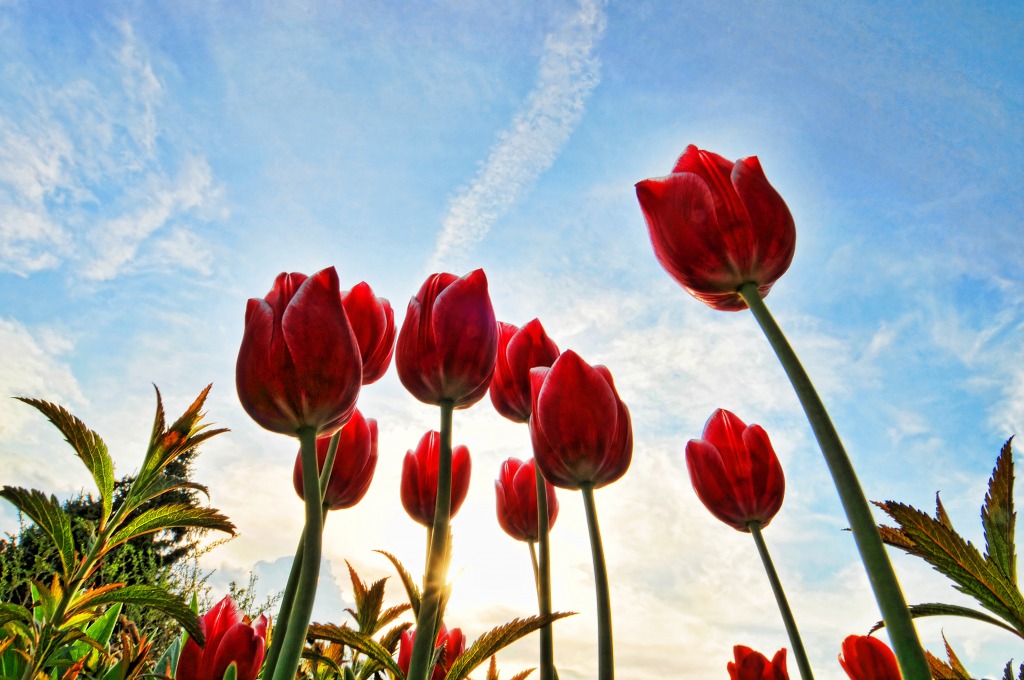 Red Tulips jigsaw puzzle in Flowers puzzles on TheJigsawPuzzles.com