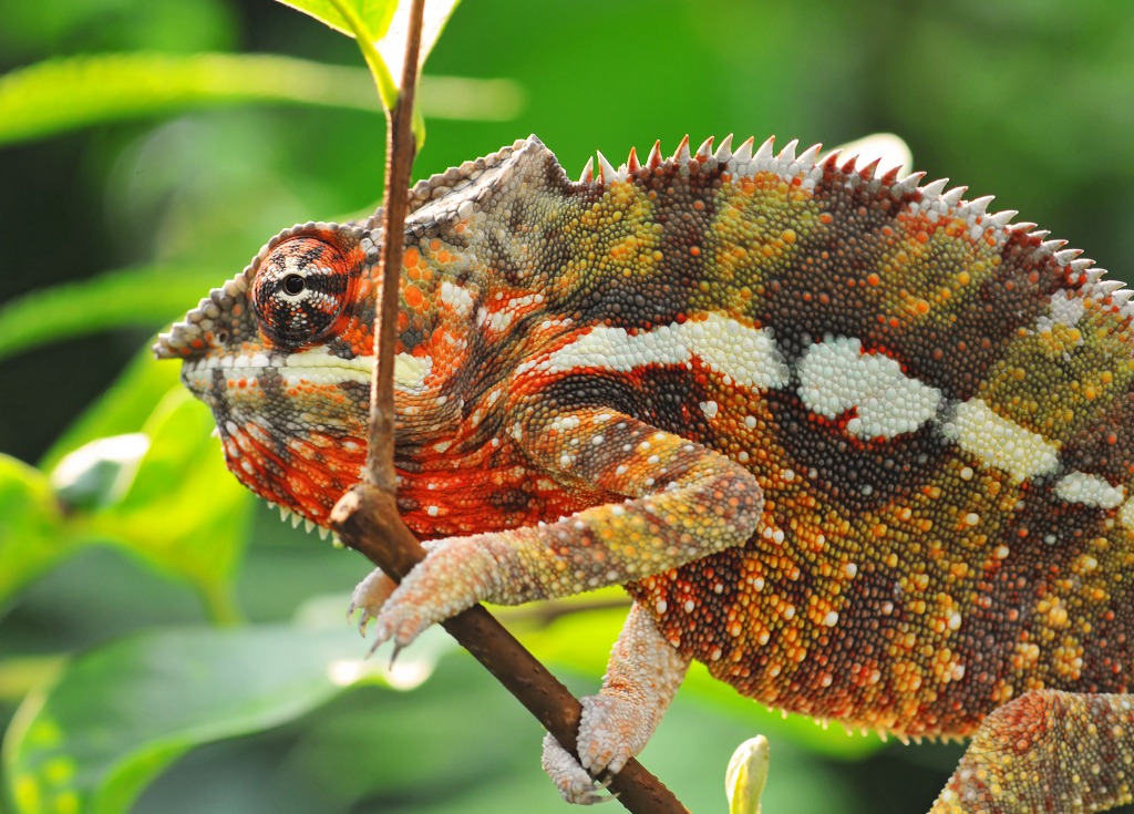 Walking Chameleon jigsaw puzzle in Animals puzzles on TheJigsawPuzzles.com