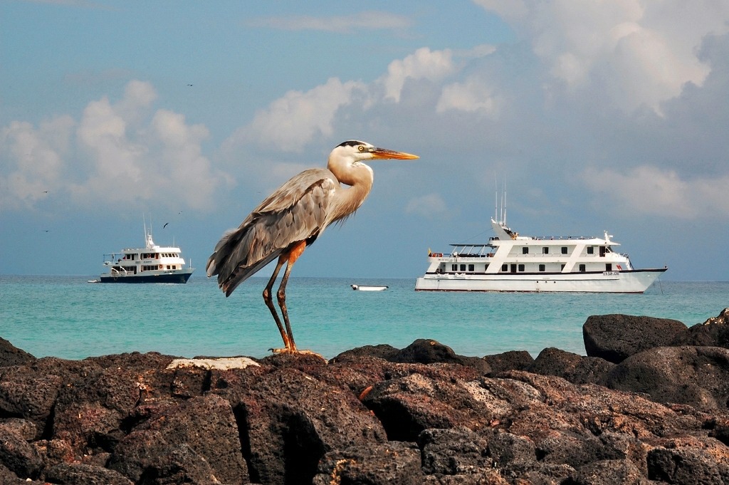 Great Blue Heron jigsaw puzzle in Animals puzzles on TheJigsawPuzzles.com