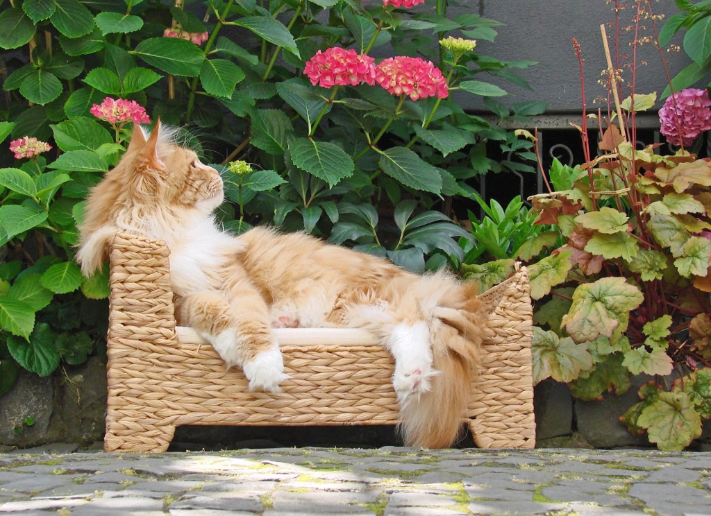 Oscar Relaxing on His Ottoman jigsaw puzzle in Animals puzzles on TheJigsawPuzzles.com