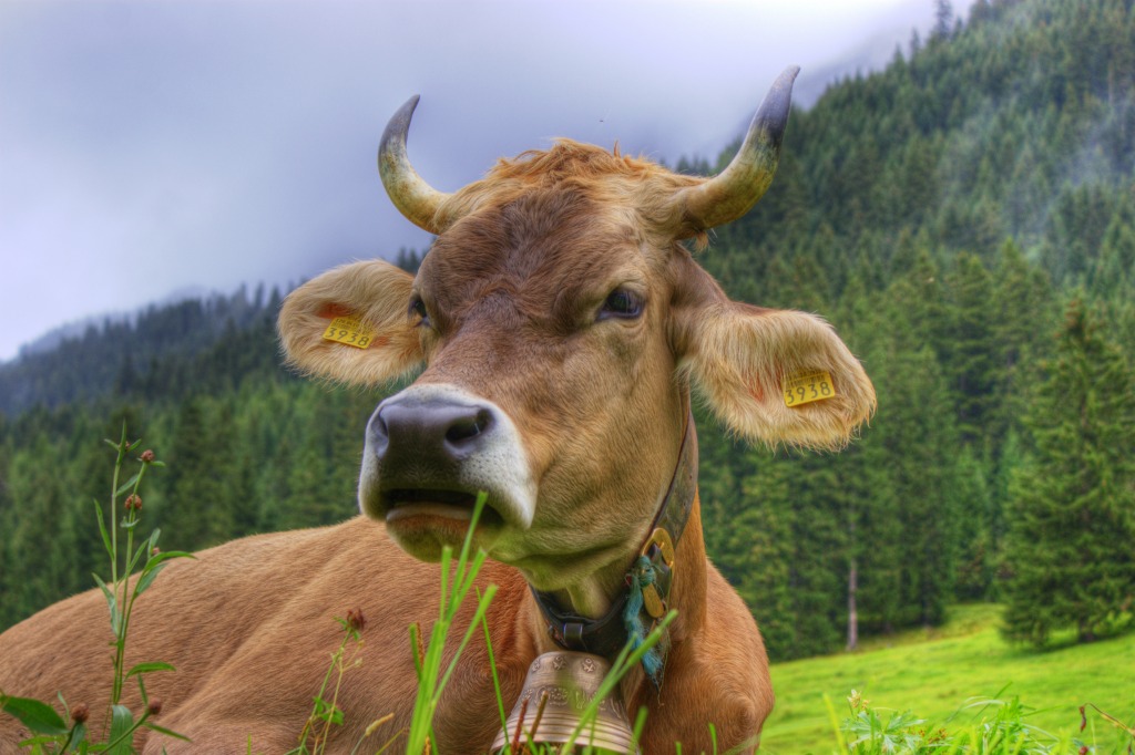 Original Swiss Cow jigsaw puzzle in Animals puzzles on TheJigsawPuzzles.com