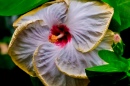 Chinese Hibiscus