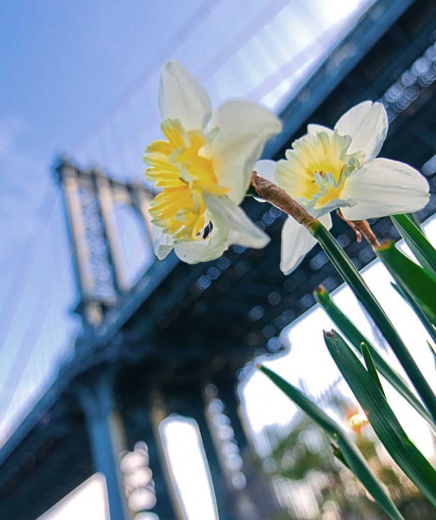 Manhattan Bridge jigsaw puzzle in Flowers puzzles on TheJigsawPuzzles.com