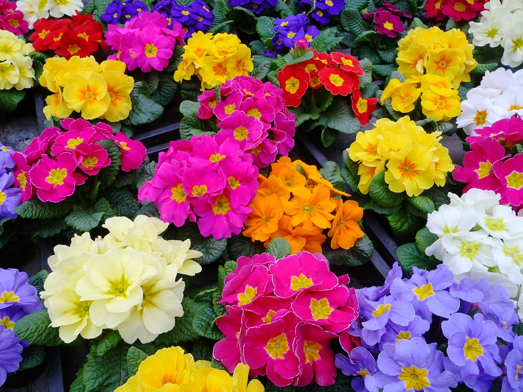 Primulas jigsaw puzzle in Puzzle of the Day puzzles on TheJigsawPuzzles.com