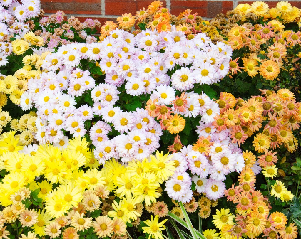 The Mums Next Door jigsaw puzzle in Flowers puzzles on TheJigsawPuzzles.com