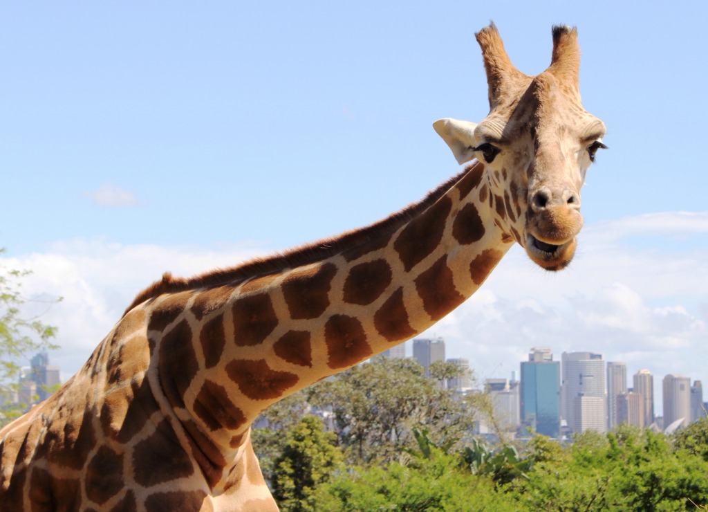 Giraffe, Taronga Park Zoo, Sydney jigsaw puzzle in Animals puzzles on TheJigsawPuzzles.com