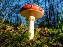 Amanita Muscaria Mushroom