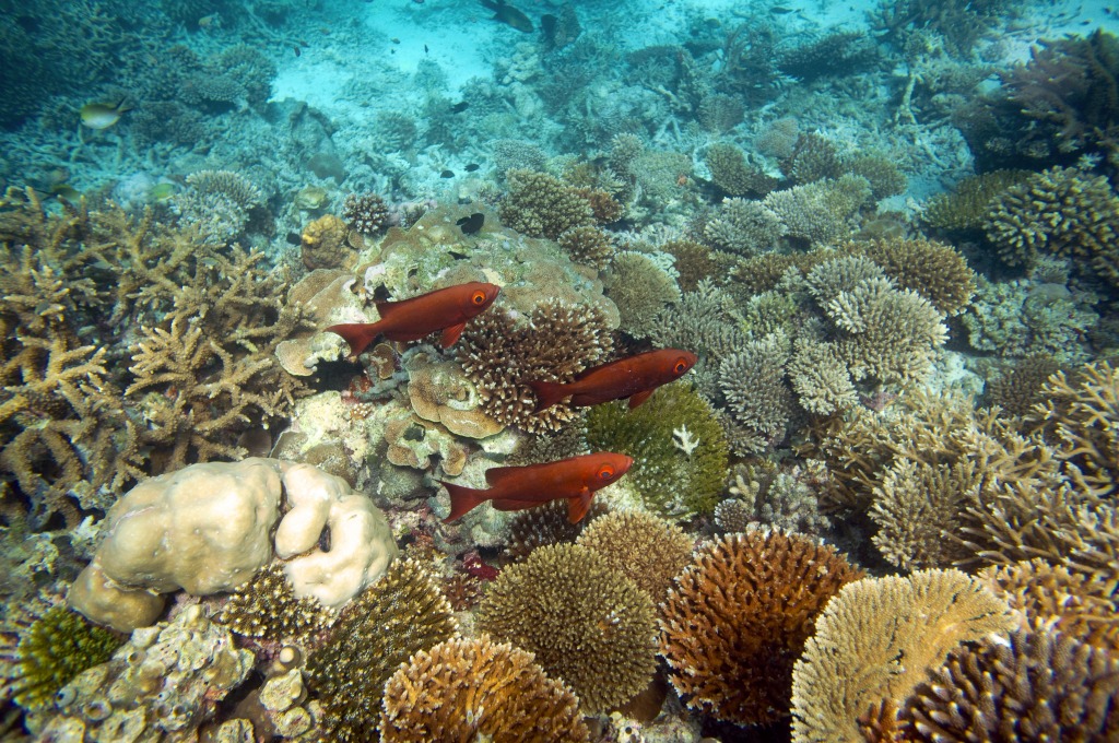 Diving in Maldives Coral Garden jigsaw puzzle in Under the Sea puzzles on TheJigsawPuzzles.com