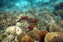 Diving in Maldives Coral Garden