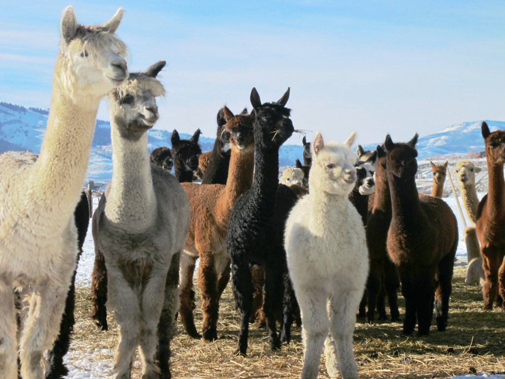 Lonesome Stone Alpaca Farm jigsaw puzzle in Animals puzzles on TheJigsawPuzzles.com