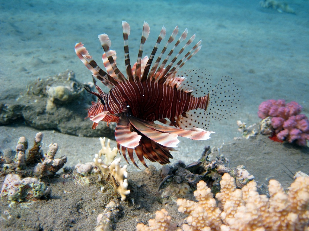 Lionfish jigsaw puzzle in Under the Sea puzzles on TheJigsawPuzzles.com