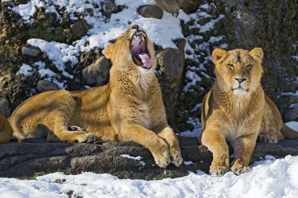Young Female Lions jigsaw puzzle in Animals puzzles on TheJigsawPuzzles.com