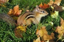 Eastern Chipmunk