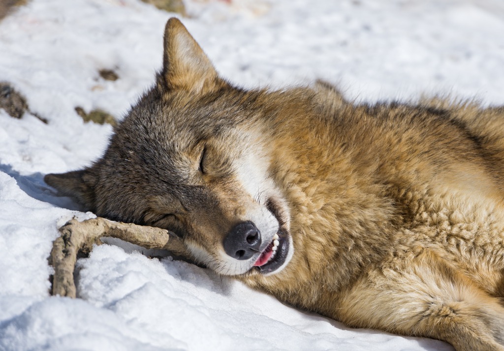 Cute Sleeping Wolf jigsaw puzzle in Animals puzzles on TheJigsawPuzzles.com