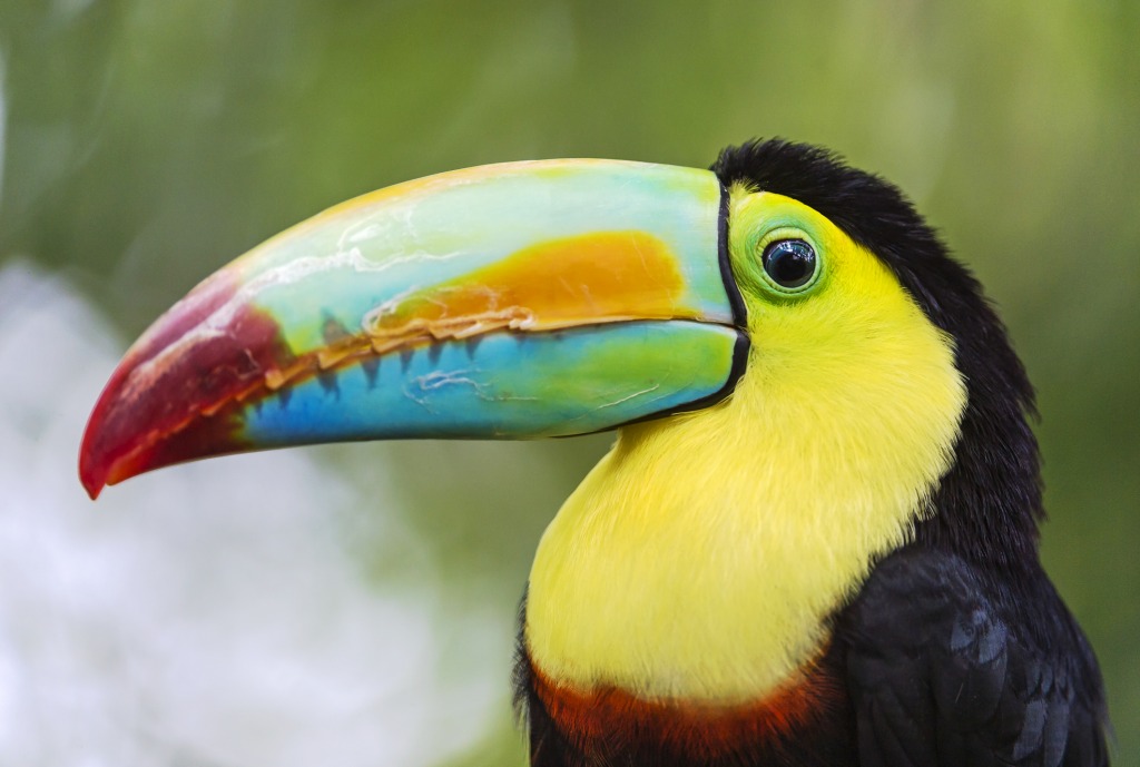 Beautiful Toucan jigsaw puzzle in Animals puzzles on TheJigsawPuzzles.com