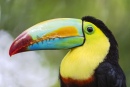 Beautiful Toucan