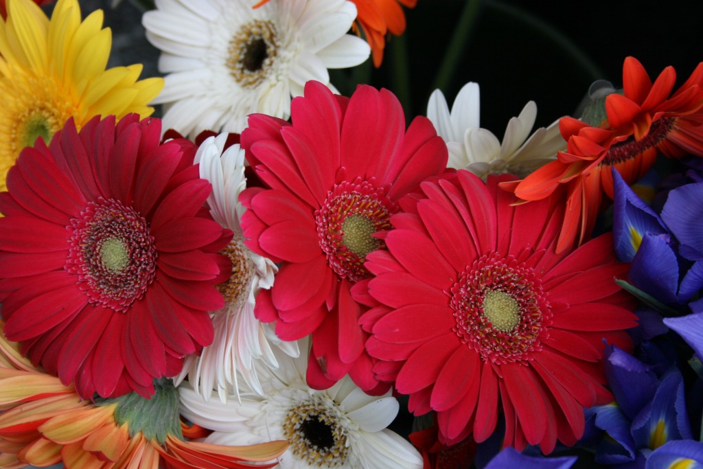 Red and White Flowers jigsaw puzzle in Flowers puzzles on TheJigsawPuzzles.com