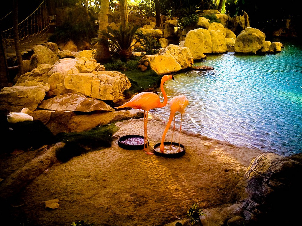 Flamingos jigsaw puzzle in Animals puzzles on TheJigsawPuzzles.com