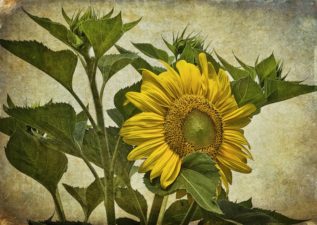 Vintage Sunflower jigsaw puzzle in Flowers puzzles on TheJigsawPuzzles.com