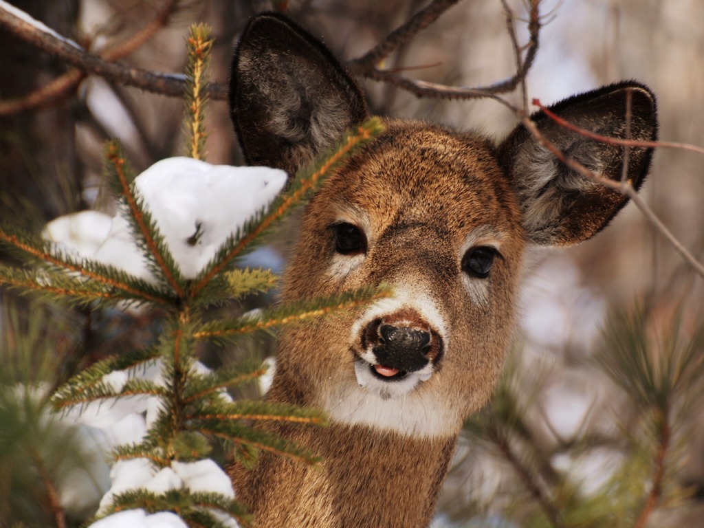 Deer Buck Tongue jigsaw puzzle in Animals puzzles on TheJigsawPuzzles.com